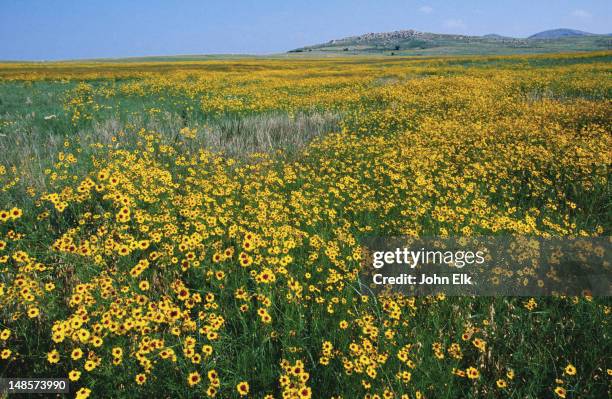 coreopsis covering the prairie landscape, wichita mountains wildlife refuge. - prairie stock pictures, royalty-free photos & images