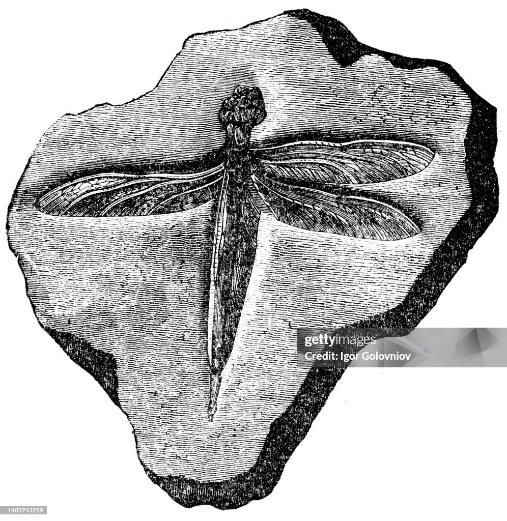 Imprint lithographic slate of dragonflies