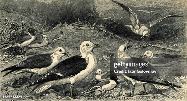 Seagulls - reproduction of an illustration of the encyclopedia publishers Education, St. Petersburg, Russian Empire, 1896.