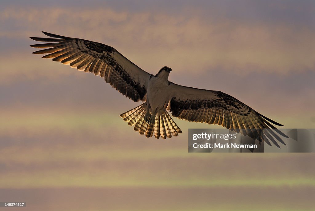 Osprey (pandion haliaetus) in flight.