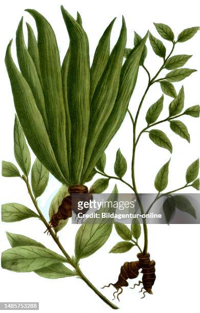 Echte Galgant, Alpinia officinarum, auch Galgantwurzel, Kleiner Galgant, Galgant oder Siam-Galgant, Galanga indica, major, minor / True galangal,...