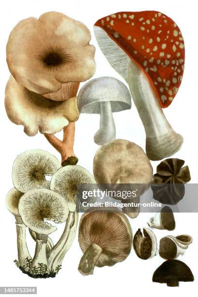 Pilze, Fungus porcinus autunnalis, fungus luteus chanterelle, fungus esculentus, fungus muscarius, fungus piperatur, fungus orbiculatus, fungus...