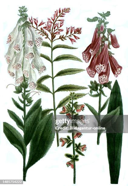 Digitalis rubra floribus, Roter Fingerhut, und Varianten angustifolia, alba, virginiana angustivolia / Digitalis rubra floribus, red foxglove, and...