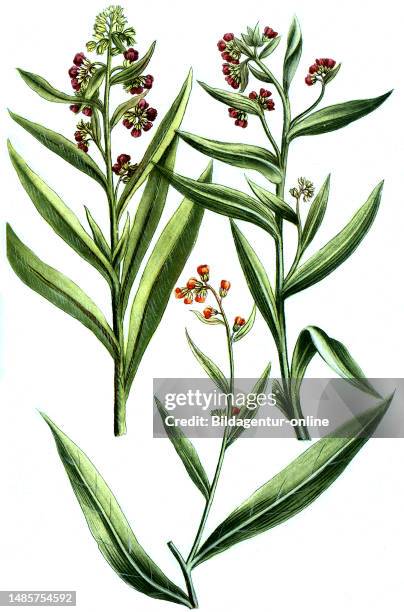 Verschiedene Hundszungen, Cynoglossum, eine Pflanzengattung innerhalb der Familie der Raublattgewächse, Gynoglossum greticum, montanu, vulgare /...