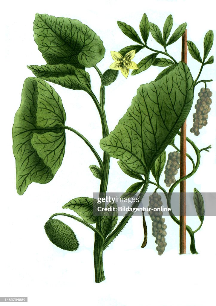 Cubeba