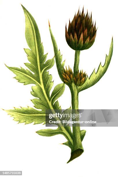 Cinara minor aculeata, Strobeldorn, Artischocke, Cynara cardunculus / globe artichoke, Cynara cardunculus var. Scolymus, French artichoke and green...