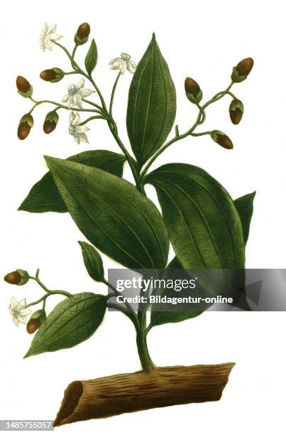 Zimt, eylon-Zimtbaum oder Echter Zimtbaum, Cinnamomum verum / Cinnamomum verum, called true cinnamon tree or Ceylon cinnamon tree, Digital...