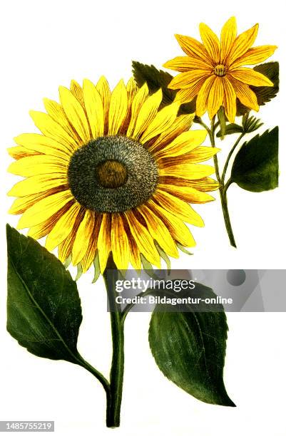 Chrysanthemum indicum, Herbst-Chrysantheme, Pflanzenart aus der Gattung der Chrysanthemen, Chrysanthemum, Familie der Korbblütler / Chrysanthemum...