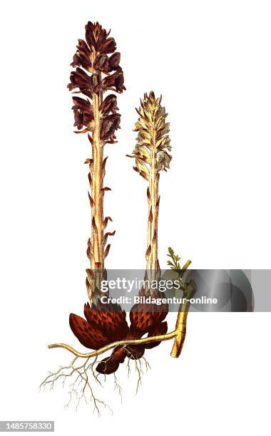 Thymian-Sommerwurz, Orobanche alba, auch Quendel-Sommerwurz oder Weiße Sommerwurz, Historisch, historical, digital improved reproduction of an...