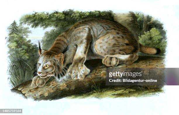 Kanadische Luchs, Lynx canadensis, kurz Kanadaluchs bzw. Kanada-Luchs , Histoisch, digital restaurierte Reproduktion einer Originalvorlage aus dem...