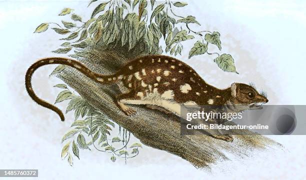Riesenbeutelmarder oder Fleckschwanzbeutelmarder, Dasyurus maculatus / tiger quoll, Dasyurus maculatus, also known as the spotted-tail quoll, the...