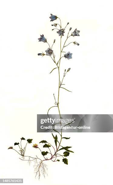 Rundblättrige Glockenblume, Campanula rotundifolia / Campanula rotundifolia, the harebell, Scottish bluebell, or bluebell of Scotland, Historisch,...