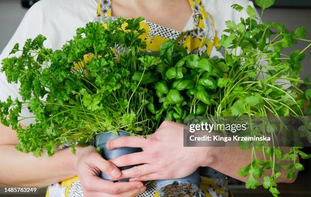 herbs - curly parsley stock pictures, royalty-free photos & images