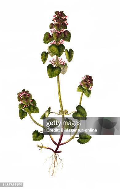 Purpurrote Taubnessel, Lamium purpureum, ist eine Pflanzenart aus der Gattung Taubnesseln innerhalb der Familie der Lippenblütler / Lamium purpureum,...