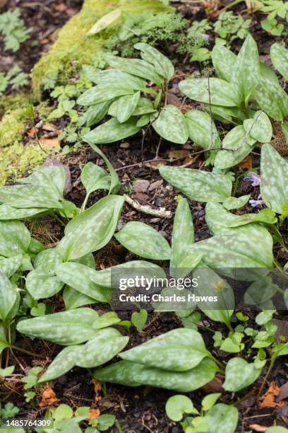 erythronium dens canis leaves ;taken in somerset, uk. march. spring. - erythronium dens canis stock pictures, royalty-free photos & images