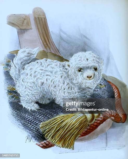 Chihuahua, mexican lap-dog, canis familiaris, Historisch, historical, digital improved reproduction of an original from the 19th century / digital...