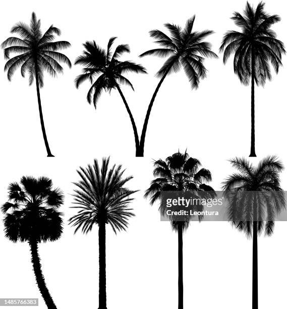 highly detailed palm tree silhouettes - leaning stock illustrations