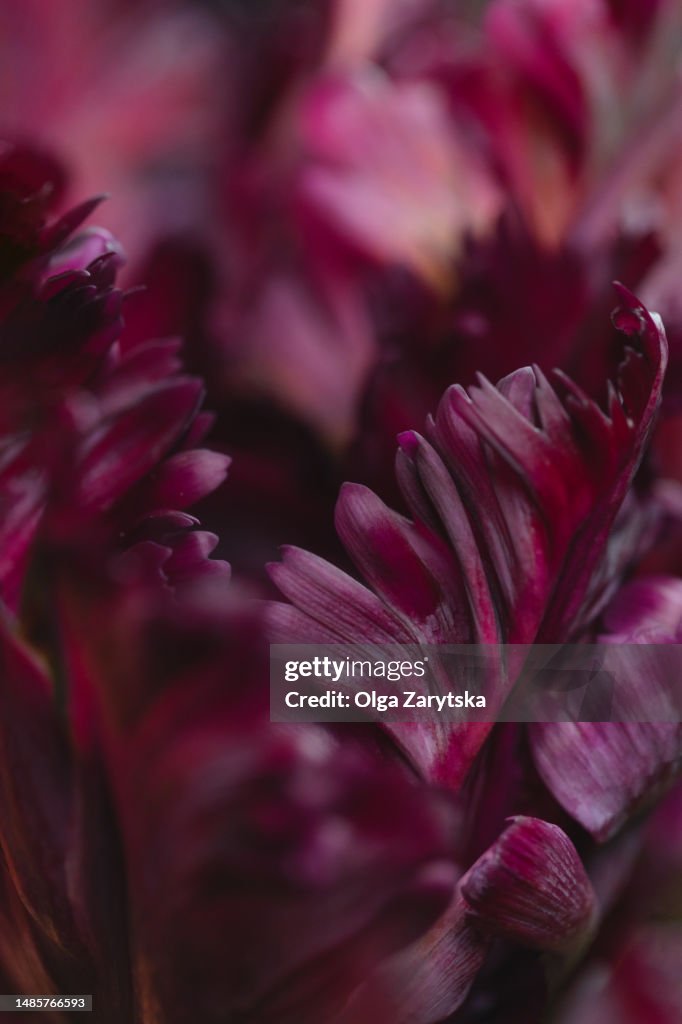Macro photography of maroon parrot tulip.