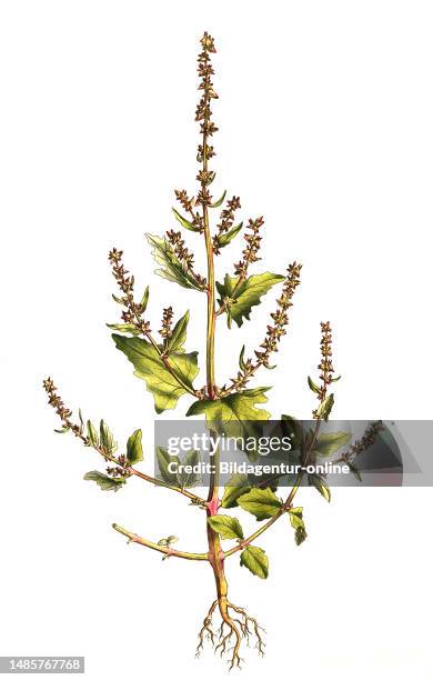 Pfeilblättrige Melde, Atriplex calotheca, auch Pfeilblatt-Melde oder Schönfrüchtige Melde, historical, digital improved reproduction of an original...