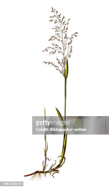 Quellgras ist eine Art der Pflanzenfamilie der Süßgräser / Catabrosa aquatica, called brookgrass, water whorl-grass, water whirlgrass and water...