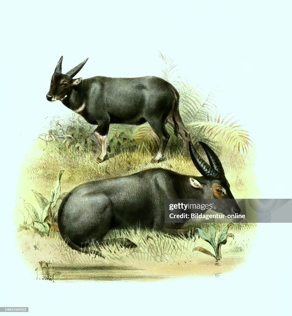 Tabarau Tamarau, Bubalus mindorensis, auch Tamaraw oder Tamarao, ein... News ...