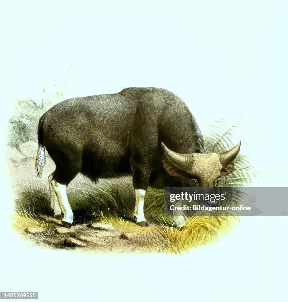 Bos Frontalis Photos and Premium High Res Pictures Getty Images