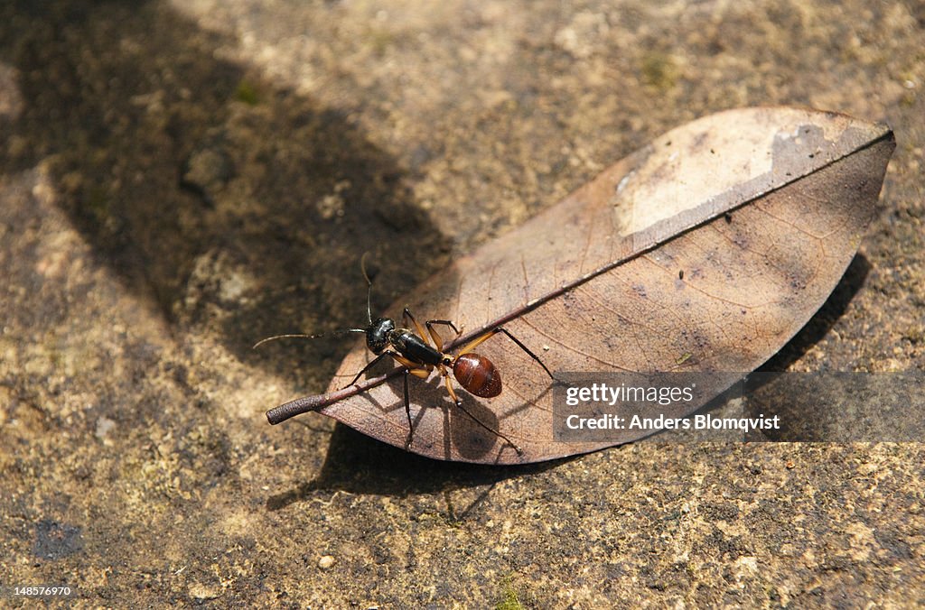 Giant Forest Ant (Camponotus gigas) on leaf at Semenggoh Wildlife Rehabilitation Centre near Kuching.