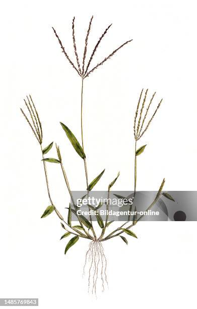 Panicum sanguinale, Blutrote Fingerhirse, Synonym: Digitaria sanguinalis, Blut-Fingergras / Digitaria sanguinalis is a species of grass known by...