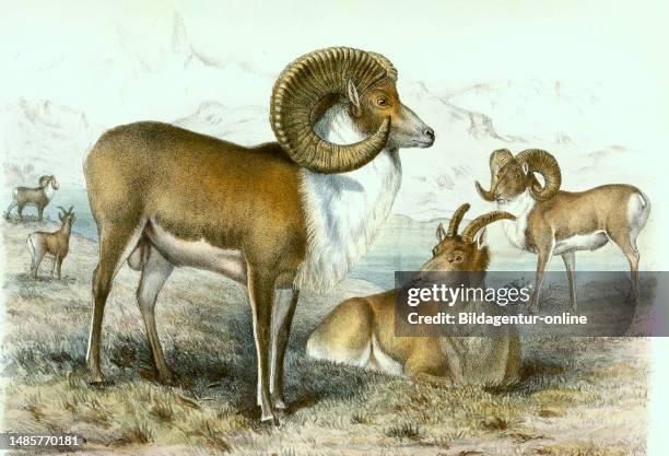 Tibetisches Argali, Ovis ammon ammon, eine traditionelle Unterart des Argali, ein Wildschaf, das im Hochland des Himalaya umherzieht, Historisch,...