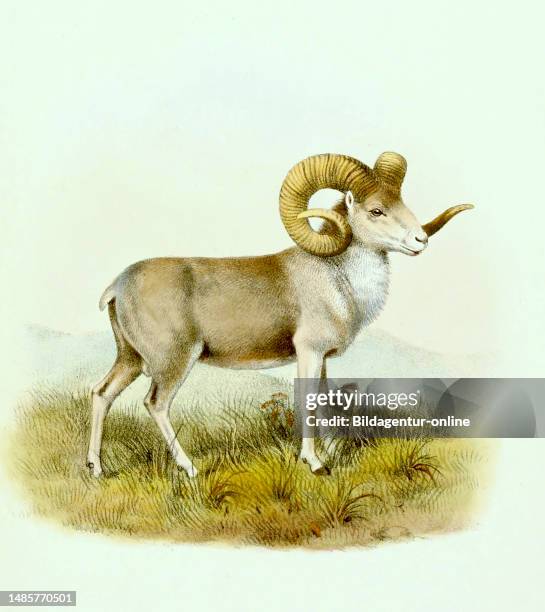 Altai-Argali, Ovis ammon ammon, eine traditionelle Unterart des Argali, ein Wildschaf, das im Hochland des Altai-Gebirges umherzieht, Historisch,...