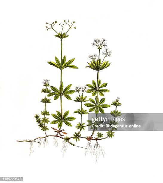 Waldmeister oder Wohlriechendes Labkraut, Galium odoratum, Synonym: Asperula odorata / Galium odoratum, the sweet woodruff or sweetscented bedstraw,...
