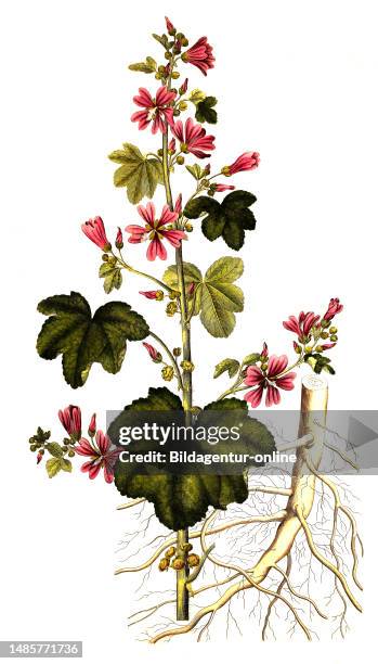 Wilde Malve, Malva sylvestris, auch Große Käsepappel und Rosspappel / Malva sylvestris is a species of the mallow genus Malva in the family of...