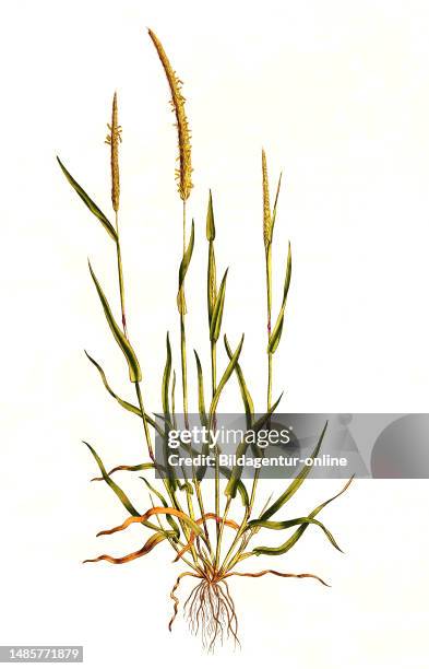 Acker-Fuchsschwanzgras, Alopecurus myosuroides Huds., Syn. Alopecurus agrestis / Alopecurus myosuroides is an annual grass, native to Eurasia, found...