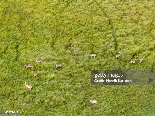 ariel view of okavango delta with red lechwe - ariel view red bildbanksfoton och bilder