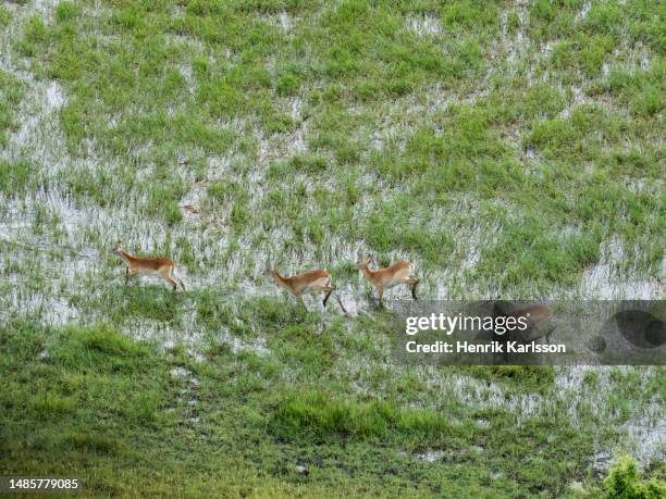 ariel view of okavango delta with red lechwe - ariel view red bildbanksfoton och bilder