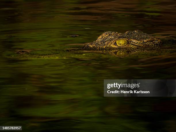 nile crocodile (crocodylus niloticus) in chobe river - crocodile stock pictures, royalty-free photos & images