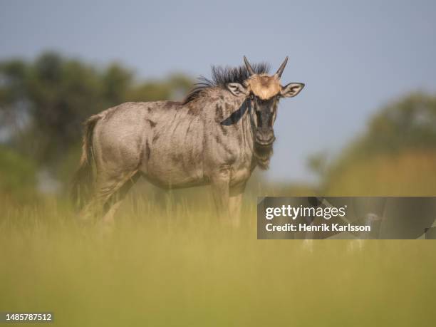 wildebeest  (connochaetes gnou) in the okavango delta - blue wildebeest stock pictures, royalty-free photos & images