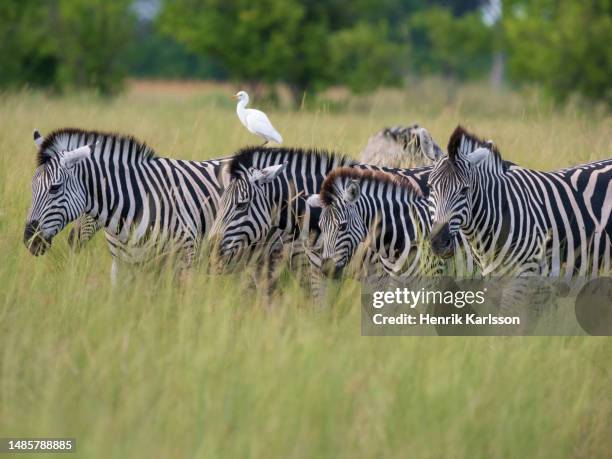small herd of plains zebra (equus quagga) in the okavango delta - zebra herd stock-fotos und bilder