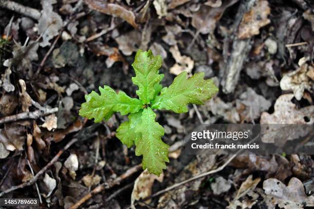oak seedling growing in a woodland - jong boompje stockfoto's en -beelden