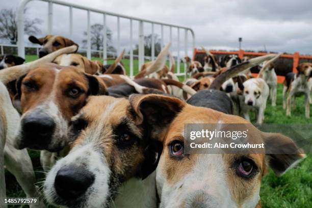 Hounds get ready to parade at Punchestown Racecourse on April 27, 2023 in Naas, Ireland.