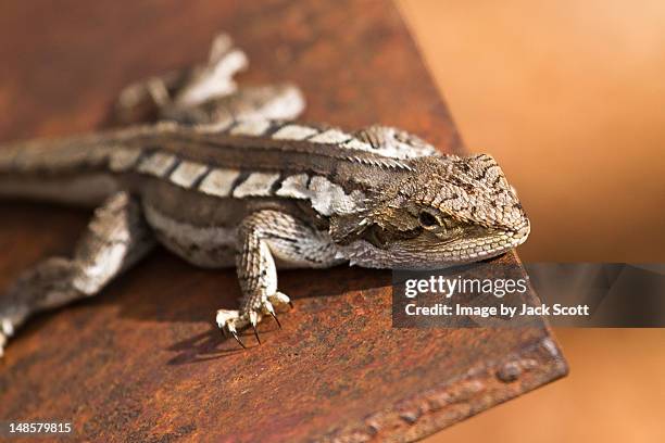 lizard on tracker plow - gunnedah stock pictures, royalty-free photos & images