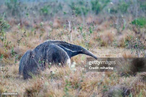 giant anteater - giant anteater stock pictures, royalty-free photos & images