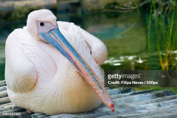 pelicano de bico colorido a descansar - descansar stock pictures, royalty-free photos & images