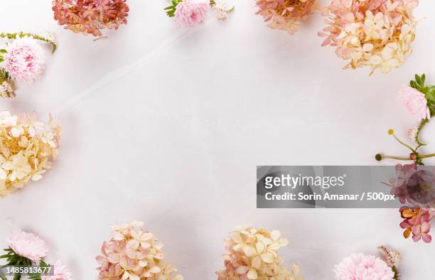autumn creative composition roses,hydrangea flowers on gray background fall,autumn background flat lay,top view,copy space - hydrangea lifestyle stockfoto's en -beelden