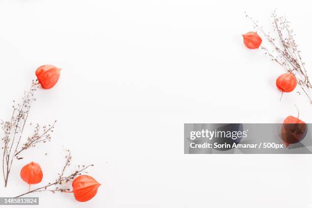 christmas or autumn composition thuja twigs,cones in the snow,physalis top view,flat lay,copy space - winter cherry stock pictures, royalty-free photos & images