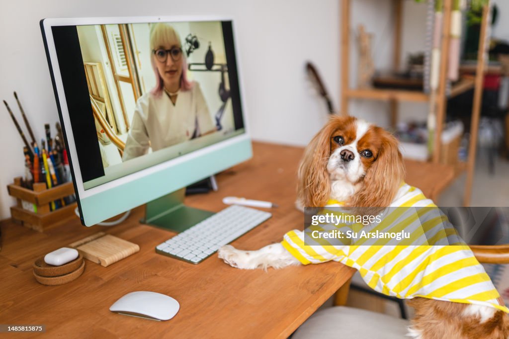 Portrait d’un chien debout devant un ordinateur et en passe d’appel vidéo