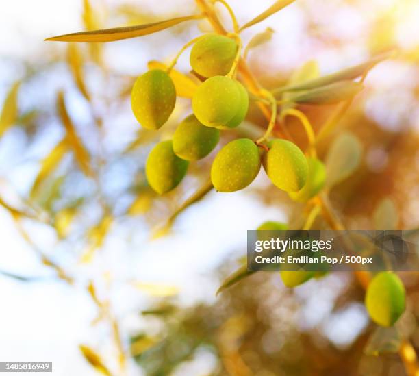 low angle view of fruits growing on tree,romania - green olive fruit stock pictures, royalty-free photos & images