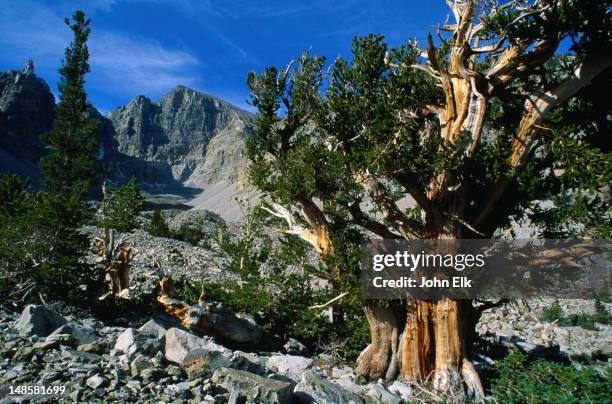 bristlecone pines are the longest living things on earth and some date as far back as 5000 years - wheeler peak - great basin national park, nevada - bristlecone pine stock pictures, royalty-free photos & images