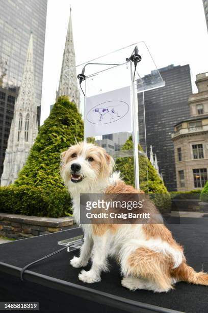 Wattson, a Kromfohrländer is shown during the 147th Annual Westminster Kennel Club Dog Show Press Preview on April 27, 2023 in New York City.