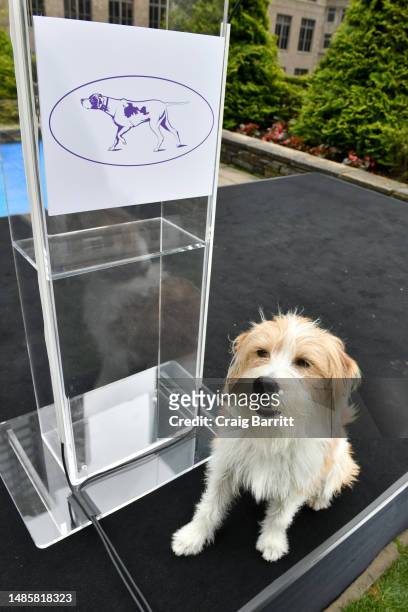 Wattson, a Kromfohrländer is shown during the 147th Annual Westminster Kennel Club Dog Show Press Preview on April 27, 2023 in New York City.
